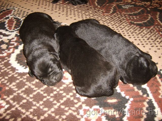 S6002893 k.jpg - Labrador retriever kiskutyk egy hetesen.